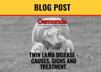 Twin Lamb Disease – Causes, Signs and Treatment