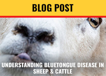 Understanding Bluetongue Disease in Cattle and Sheep