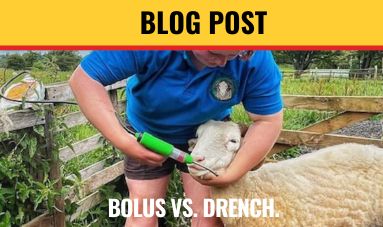 Bolus vs Drench for livestock supplementation