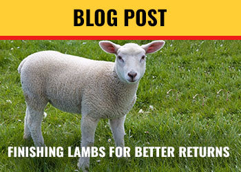 Finishing Lambs for Better Returns