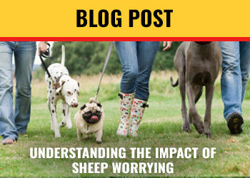 Understanding the Impact of Sheep Worrying - Osmonds Call for Responsible Pet Ownership