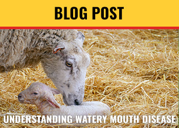 Understanding Watery Mouth Disease (WMD) in Lambs and Causes, Symptoms & Treatment