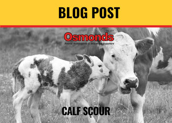 Calf Scours - What You Need to Know