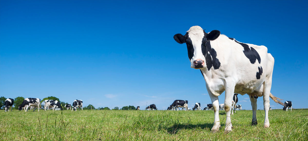 Cattle