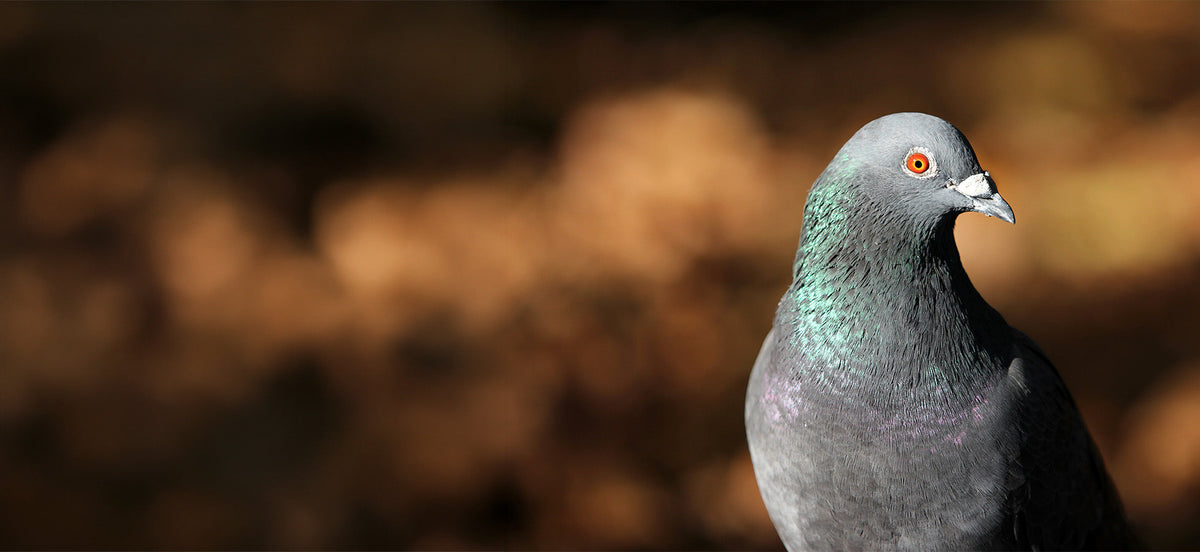 Avian