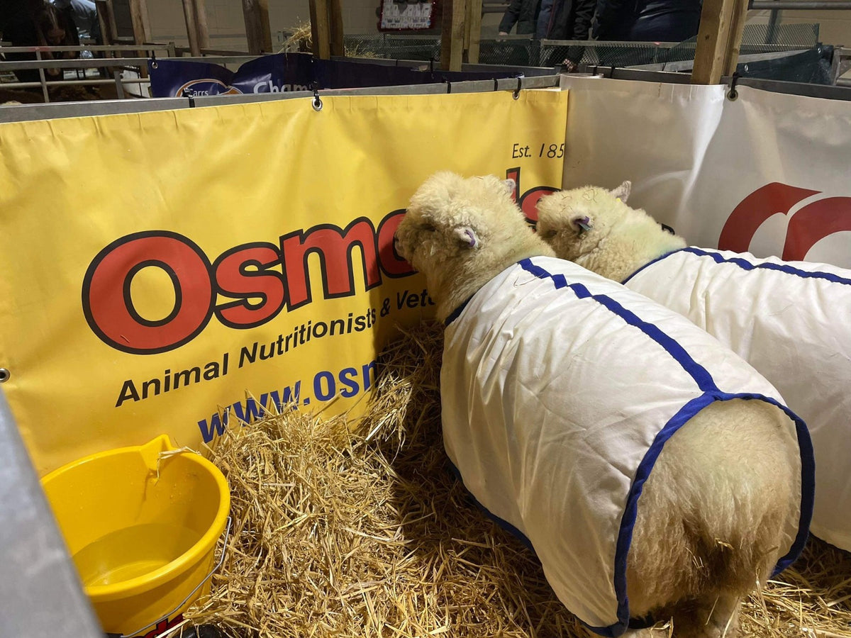 Welsh Winter Fair 2022 – Sioned Thomas Southdowns