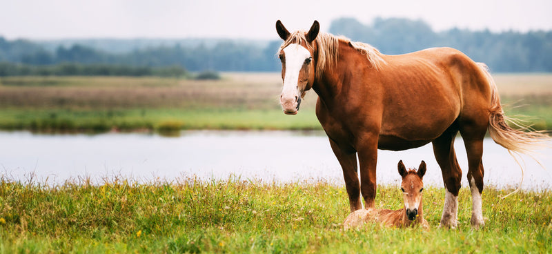 Equine