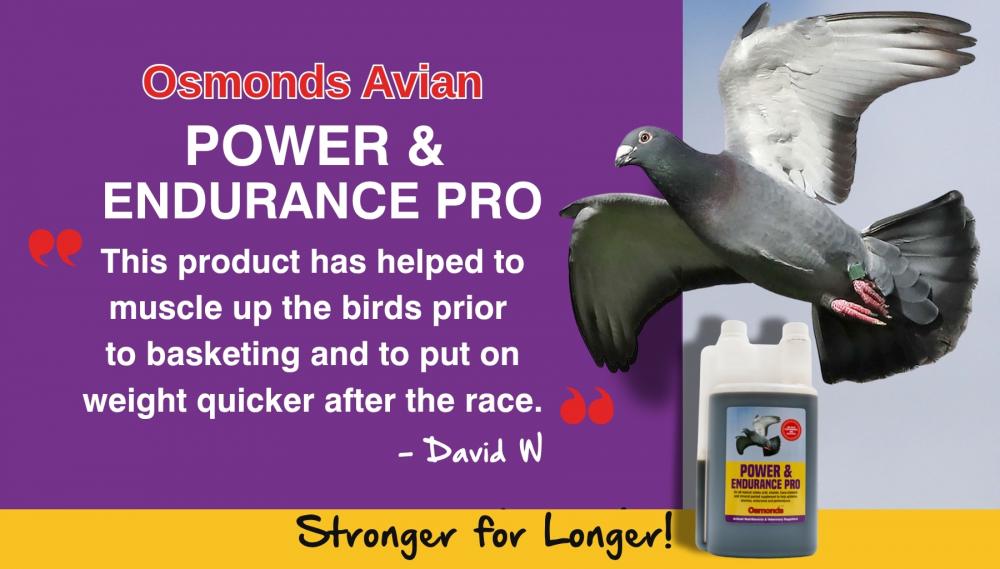 Image showing osmonds avian power supplement