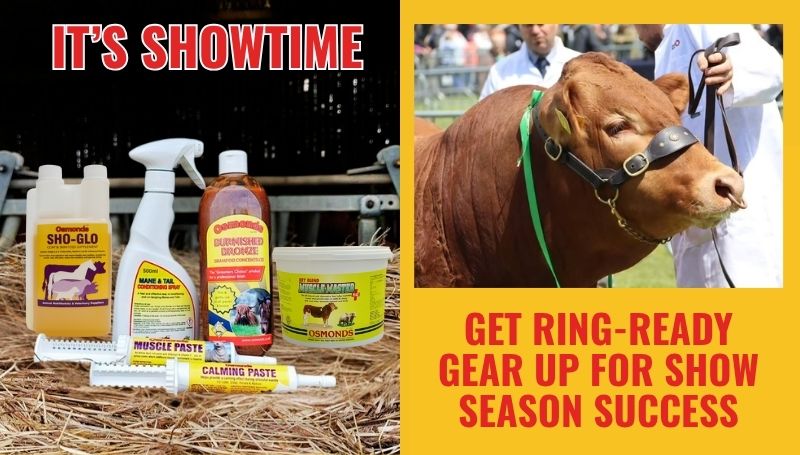 Showtime Banner