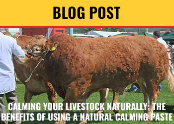 CALMING YOUR LIVESTOCK NATURALLY: THE BENEFITS OF USING A NATURAL CALMING PASTE