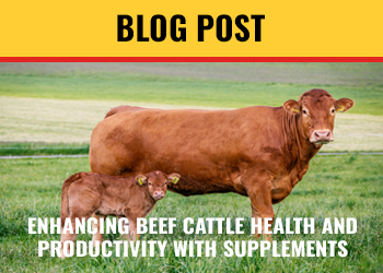 ENHANCING BEEF CATTLE HEALTH AND PRODUCTIVITY OF BEEF CATTLE