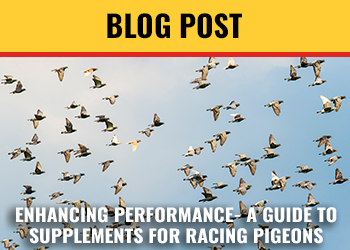 ENHANCING PERFORMANCE - A GUIDE TO SUPPLEMENTS FOR RACING PIGEONS DURING THE RACING SEASON