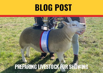 PREPARING LIVESTOCK FOR SHOWING