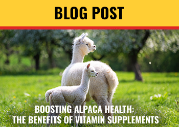 BOOSTING ALPACA HEALTH: THE BENEFITS OF VITAMIN SUPPLEMENTS
