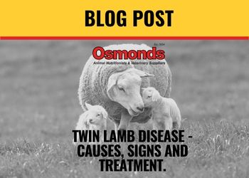 TWIN LAMB DISEASE – CAUSES, SIGNS AND TREATMENT