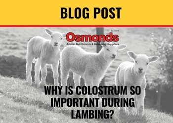 WHY IS COLOSTRUM SO IMPORTANT DURING LAMBING?