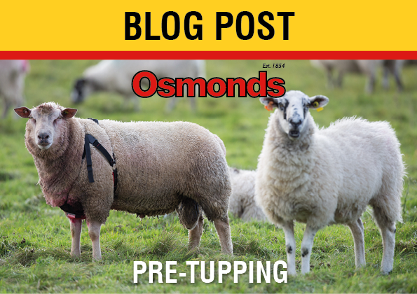 PRE-TUPPING - PREPARING EWES & TUPS FOR TUPPING