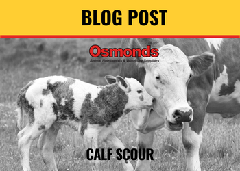Calf Scouring - What you need to know.