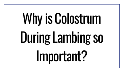 Why is Colostrum During Lambing so Important?